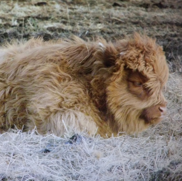 Meet your Posher, Janice - Picture 4 of 4